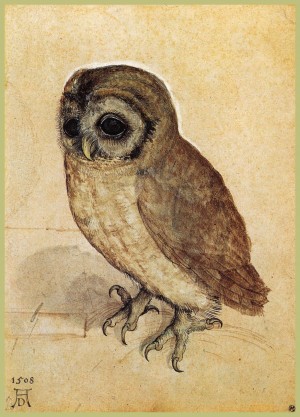 Little owl